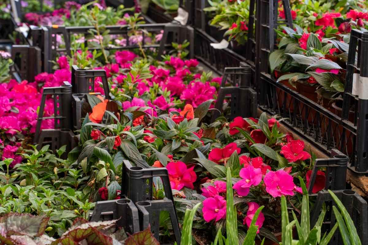 Comment créer un jardin de plantes ornementales